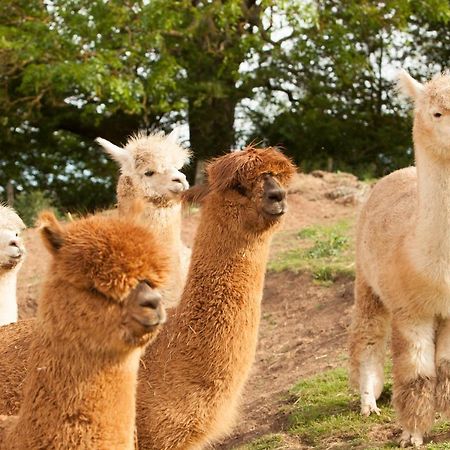 The Llama Hut Kirklevington Εξωτερικό φωτογραφία